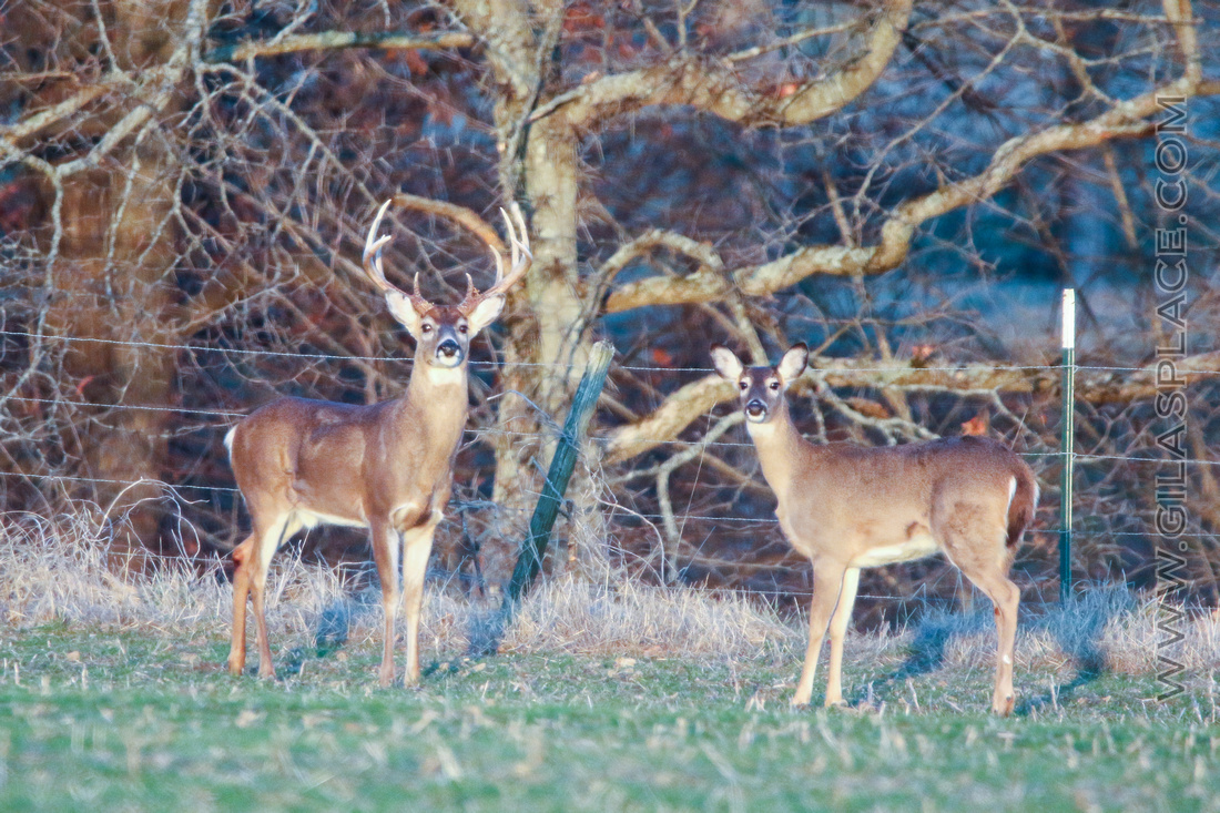 Season Is Over And The Deer Know It